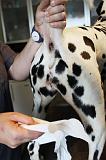 DALMATIEN - GLANDES ANALES 005